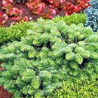 Пихта Оберон карликовая