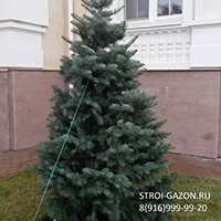 Пихта Одноцветная