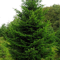 Пихта Сибирская