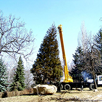 Посадка Крупномеров