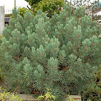 Сосна Ватерери