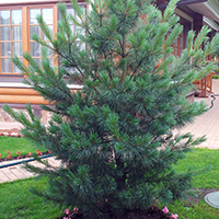 Сосна Веймутова