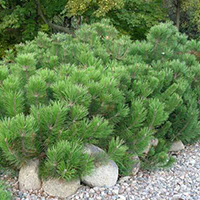 Сосна горная Мугус