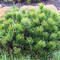 Сосна горная Пумилио