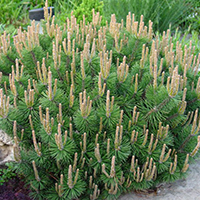 Сосна горная