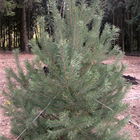 Сосна обыкновенная