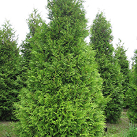 Туя Брабант