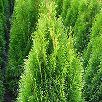 Туя западная