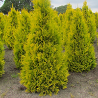 Туя Санкист