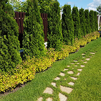 Туя Смарагд