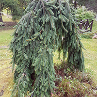 Ель Инверса