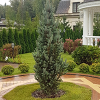 Ель Изели Фастигиата