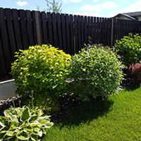 Дерен Элегантиссимо и Дерен Аурея