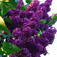 Сирень Людвиг Шпета