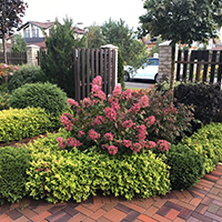 Гортензия Пинки Винки