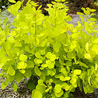 Скумпия Голден Спирит