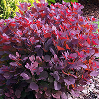 Скумпия Роял Пурпл