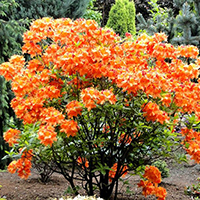 Азалия Глоуинг Эмберс