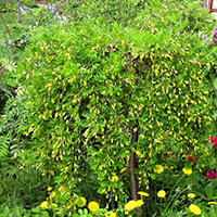 Акация желтая пендула