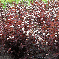 Пузыреплодник Леди ин Ред