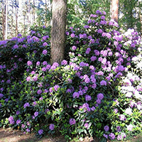 Рододендрон Грандифлорум