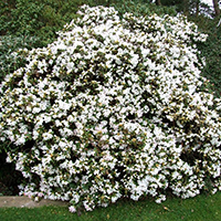 Рододендрон Каннингемс Уайт