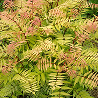 Рябинник Сэм