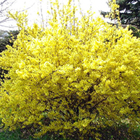 Форзиция Европейская