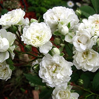 Шиповник Альба Медиленд