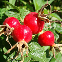 Шиповник Глобус