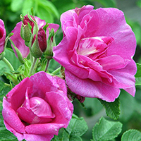 Шиповник Царица Севера