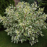 Дерен Элегантиссимо