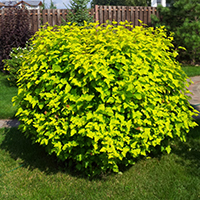 Пузыреплодник Лютеус