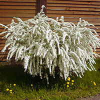 Спирея Грефшейм