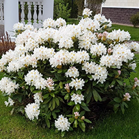 Рододендрон белый