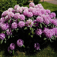 Рододендрон roseum elegans