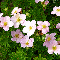 Лапчатка Пинк Бьюти