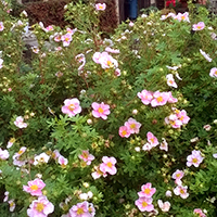 Лапчатка Пинк Принцесс