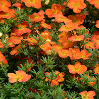 Лапчатка Ред Айс