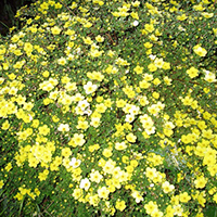 Лапчатка Элизабет