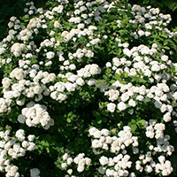 Спирея Вангутта