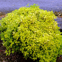 Спирея Голден Карпет