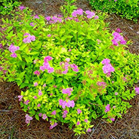 Спирея Голдмаунд