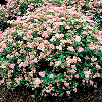 Спирея Литл Принцесс