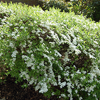 Спирея Тунберга