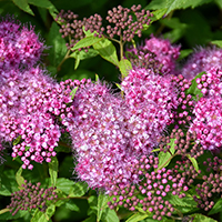 Спирея Энтони Ватерер