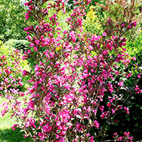 Вейгела Нана Пурпуреа