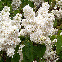 Сирень мадам Лемуан