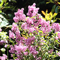 Сирень Мейера Palibin