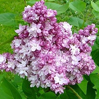 Сирень Тарас Бульба